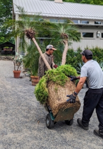 Pasang and Phurba carefully transport the pygmy date palm to its new pot in front of the Hay Barn. Phoenix roebelenii is a species of date palm native to southeastern Asia, from southwestern China, northern Laos and northern Vietnam.