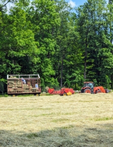 A baled “square” is traveling up the conveyor belt. A measuring device—normally a spiked wheel that is turned by the emerging bales—measures the amount of material that is being compressed and then knotters wrap the twine around the bale and tie it off.