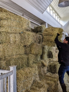 Juan is in the hayloft stacking the bales as they come up the hay elevator.