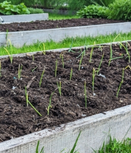 The two beds include red onions, white onions, yellow and brown onions.