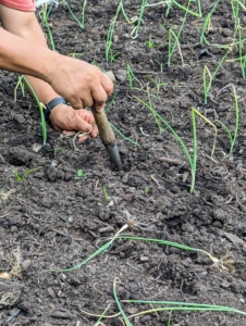 Be sure the top of the plant’s neck isn’t covered too deeply. If too much of the plant is buried, the growth of the onion will be reduced and constricted.