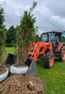 Then our Kubota M4-071 tractor drops off each forsythia where it will be planted.