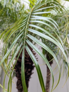 The leaves of a pygmy date palm are deep green, feathery fronds that can grow up to four feet long. These fronds form a dense canopy that can have 30 to 50 leaves. The leaves are graceful and arching, and can look piney when the wind blows.