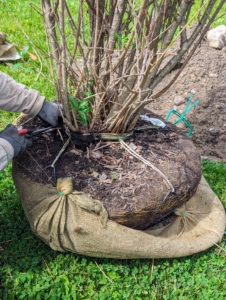 Chhiring removes the protective burlap from around the root ball.