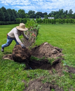 To place each one into its designated hole, Chhiring slowly rolls the root ball into position. Only hold it by the root ball and the base of the trunk – never by its branches, which could easily break.