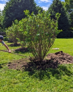 The shrubs are then backfilled. A good tip is to “plant bare to the flare,” meaning do not bury the tree above its flare, where the first main roots attach to the trunk. Tree roots need oxygen to grow. By placing the root flare at or slightly above ground level when planting gives the tree the best chance for survival, growth and development.
