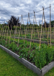 And the group loved the tomatoes. I planted 120 tomato plants under these bamboo supports.