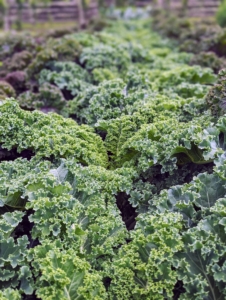 Kale, also called leaf cabbage, belongs to a group of cabbage cultivars primarily grown for their edible leaves - these leaves are amazing and so delicious.