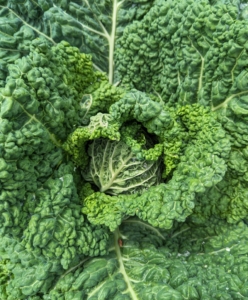 Here is one of my Savoy cabbages - so perfectly shaped. Savoy cabbage is a versatile cabbage, similar to green cabbage but a bit milder and sweeter, with leaves that are looser and more ruffled.