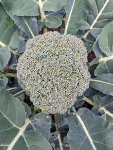 I pointed out all the growing broccoli heads. There are so many ready to pick.