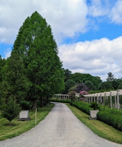 Just outside the flower garden, the group saw the tall bald cypress trees across from my pergola. These trees were just a few feet tall when I first planted them.