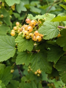 I walked the group through the berry gardens to see the currant bushes laden with fruits.