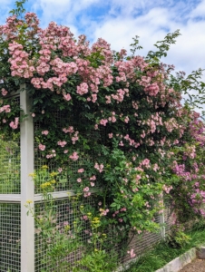 I showed them the roses growing along the fence. These climbers and many others were transplanted from Lily Pond, my former home in East Hampton.