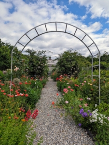 My perennial flower garden is among the first stops along the walk - so many poppies are blooming, along with the roses, various irises, and Canterbury Bells.