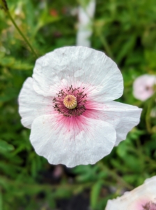 The name “poppy” refers to a large number of species in at least 12 different genera in the subfamily Papaveroideae, which is within the plant family Papaveraceae. They produce open single flowers gracefully located on long thin stems, sometimes fluffy with many petals and sometimes smooth.