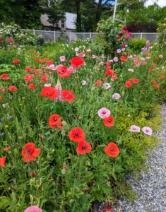 In the garden, there are gorgeous poppies blooming everywhere - those papery, tissue-like blossoms that look stunning both in the garden and in the vase.