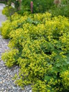 Along the footpath, airy sprays of yellow flowers on the Lady's Mantle, Alchemilla mollis.