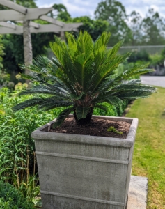 All my potted tropical plants are now displayed all around the farm. I told the group this is one of many sago palms I grew from cut "pups" off a parent plant. It's grown beautifully over the years.