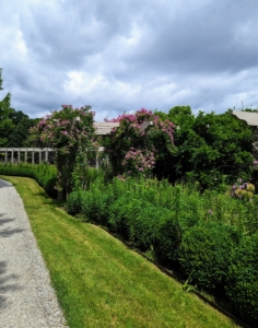 From the carriage road, one can see the abundance of pretty blooms – my guests loved to stop, take photos, and “smell the roses.”