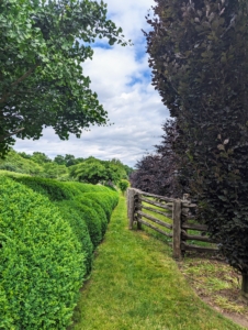 Here is the narrow path between my herbaceous peony garden and my fenced in living maze.