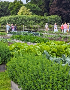 I walked the group through the vegetable garden. They admired the growing brassicas. Everything is doing so well.