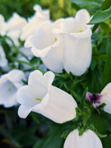 Also open are the Canterbury Bells - these bell-shaped white, pink, blue, or purple flowers bloom in the early spring through midsummer.