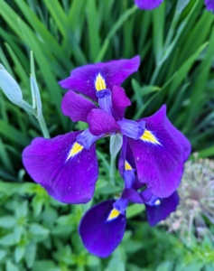 And look at the colorful bold purple irises. Purple Dutch irises, also known as Iris hollandica, typically bloom in late spring to early summer.