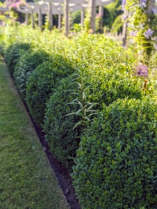 I also grew these boxwood shrubs from bare root cuttings that were nurtured in a bed before being transplanted to this pergola border.