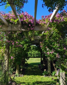 Over a section of my pergola are the climbing vines of my beautiful Rosa ‘Veilchenblau’ – the violet rambler also known as ‘Bleu-Violet’, ‘Blue Rambler’, ‘Blue Rosalie’ and ‘Violet Blue’ that bloom from May to June.