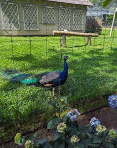 Because most of my peacocks and peahens were hatched here at the farm, they are very curious and comfortable around all the noises and activity. Here's one of my "blue boys" coming to the fence to see what's going on.