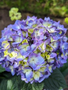 These mophead blooms measure 3.5 to five inches across. They bloom in rose-pink or violet blue, depending on pH of the soil. Hydrangeas are long-lived, and extremely vigorous specimens that offer lavish and varied blooms. The most common garden hydrangea shrub is the bigleaf mophead variety, Hydrangea macrophylla. The name hydrangea originates from two Greek words – “hydro” meaning “water” and “angeion” meaning “vessel” or “container.” Together, the rough translation is “water vessel” which refers to their exceptional thirst for water.