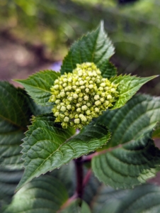 Here's a flower still waiting to bloom. Blooms appear all summer long on both old wood and new growth.