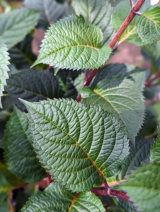 Hydrangea leaves are opposite, simple, stalked, pinnate, and four to eight inches long. They are also toothed, and sometimes lobed.