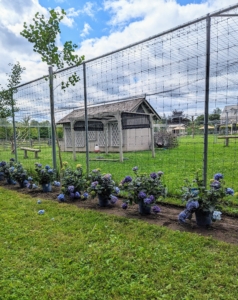 These plants are 2.5 feet apart, which will allow branches to grow together and create a nice hedge.