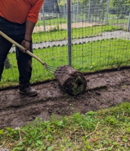 Before planting, two feet wide strips of sod are removed from the area directly in front of the bird fencing.