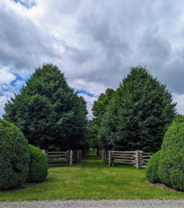 This view looks south from the Boxwood Allée through the allée of lindens between my paddocks.