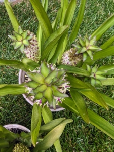 Along with the roses, I decorated the table with potted Eucomis - a genus of flowering plants in the family Asparagaceae, native to southern Africa.