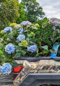 Recently, we received a large delivery of beautiful hydrangea varieties from Endless Summer/First Editions, part of the fifth-generation, family and wholesale brand owner Bailey Nurseries in St. Paul, Minnesota. I was so excited to plant these big, blue, re-blooming specimens.