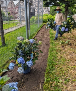 The hydrangeas are lined up perfectly and spaced evenly.