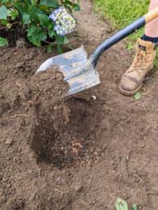 Josh digs a hole appropriately sized for the potted plant. The rule of thumb in gardening is to make a hole two to three times wider than the original pot and slightly deeper.