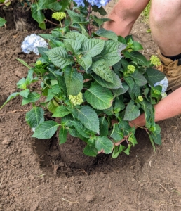 Josh places the hydrangea into the hole facing its best side out. In the ground, the plant should sit at the same depth it was in the pot.