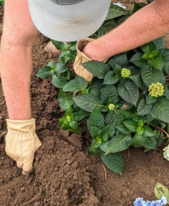 And then he backfills carefully, tamping the soil lightly at the end to ensure good contact.