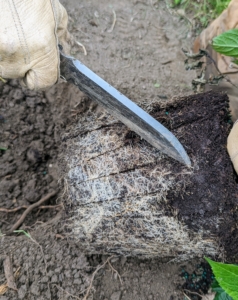 As with any plant, the root ball is teased with beneficial cuts on the side and bottom to stimulate growth.