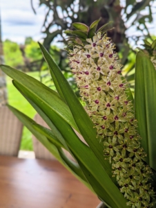 One may recognize the plant by its flowers. Most species of this genus are commonly referred to as pineapple flowers or pineapple lilies. I've had these for years - they thrive in my greenhouse.