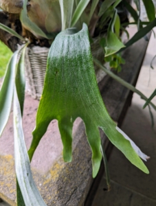 Depending on the fern variety, the foliar fronds may droop or be erect. These leaves resemble the horns of a large herbivore.