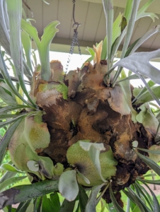 Each staghorn fern has antler-like foliage as well as flat, basal leaves. The flat leaves are infertile and turn brown and papery with age. They overlap onto a mounting surface and provide stability for the fern.