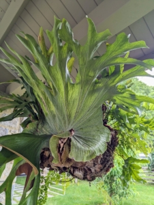 Under the roof all around the edge of the pavilion, I hung several giant staghorn ferns. They are all planted in baskets and hung with very heavy, strong wire.