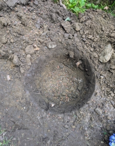 Josh sprinkles fertilizer into the hole and mixes it with the existing and surrounding soil.