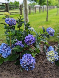 Many of the potted hydrangeas are blooming right now. When mature, these hydrangeas will reach two to four feet tall and three to five feet wide.