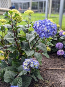 This variety also has burgundy stems and handsome dark green foliage.